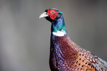 Faisan de Colchide mâle Phasianus colchicus en gros plan