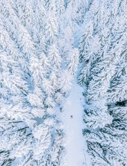 Morning in the forest