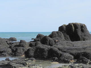 Piedra llena de mejillones chiquitos