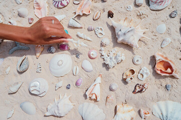 Female hand with collection of seashells.
