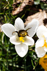 Fototapete bei efototapeten.de bestellen   