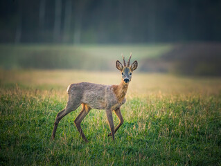 A beautiful portrait of young adult roe deer buck during spring sunrise. Springtime scenery of a male roe deer.