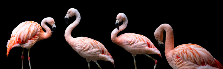 American flamingos (Phoenicopterus ruber), isolated on black background. Large species of flamingo also known as the Caribbean flamingo