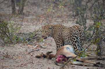 A female Leopard with a freshly killed Impala seen on a safari in South Africa