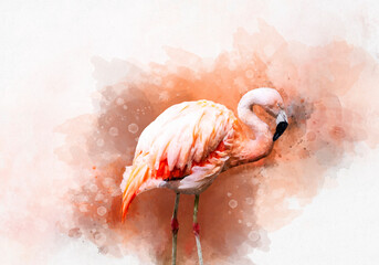 Portrait of a Flamingo, watercolor painting. Red flamingo (Phoenicopterus ruber), zoological illustration, hand drawing. © britaseifert