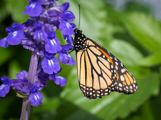 A single Viceroy Butterfly on o blue wildflower