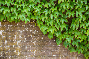 Old overgrown wall at the local cemetery