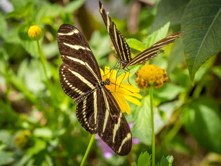 Two Zebra Heliconian or Zebra Longwing butterflies on o yellow flower