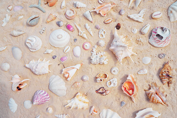 Beach summer vacation background with collection of seashells.