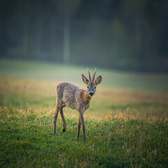 A beautiful portrait of young adult roe deer buck during spring sunrise. Springtime scenery of a male roe deer.