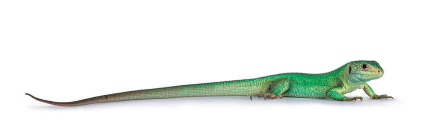 Side view of Western Green Lizard aka Lacerta bilineata. Isolated on white background.
