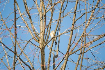 The Fieldfare, or the Snowbird (lat. Turdus pilaris)