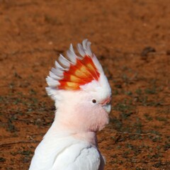 cockatoo