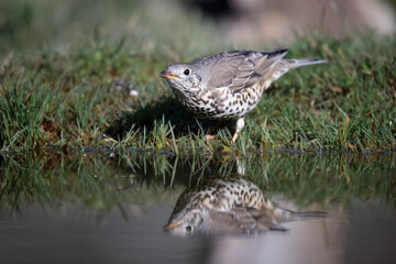 Grive draine Turdus viscivorus en gros plan