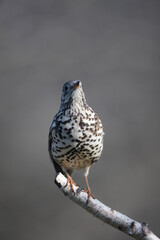 Grive draine Turdus viscivorus en gros plan