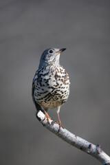 Grive draine Turdus viscivorus en gros plan