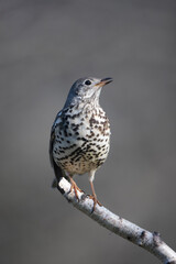 Grive draine Turdus viscivorus en gros plan
