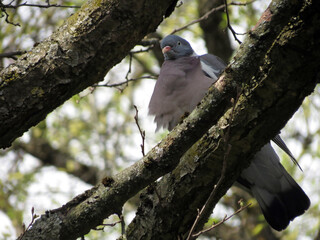 bird on a branch