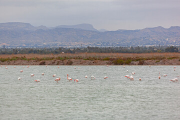 Flock of wild pink flamingos on the natural salty lake of Torrevieja, Spain