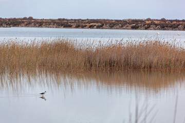 The sandpiper looks for food on shallow water of the natural salty lake of Torrevieja, Spain