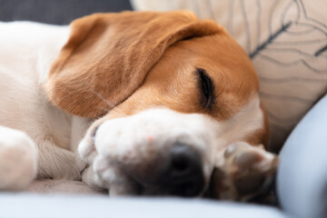 Beagle dog tired sleeps on a cozy sofa, couch, blanket