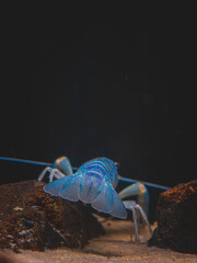 cichlid fish and blue lobster playing in community aquarium