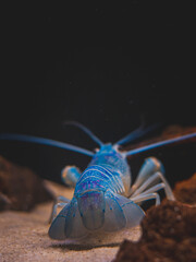 cichlid fish and blue lobster playing in community aquarium