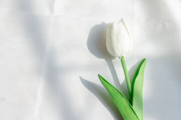 White tulip flowers with shadow overlay on white texture background, for overlay on product presentation, backdrop and mock-up, copy space.top view.Mothers day, international women day March 8.