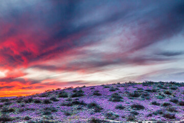 USA, Arizona, Globe, Round Mountain Park, Sunset on desert super bloom.
