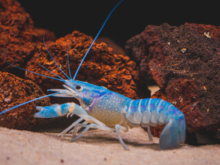 cichlid fish and blue lobster playing in community aquarium