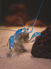 cichlid fish and blue lobster playing in community aquarium