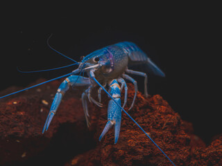 cichlid fish and blue lobster playing in community aquarium