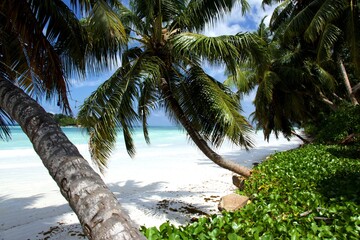 green bushes with inclined palm trees over white sandy beach and turquoise blue sea and blue sky...