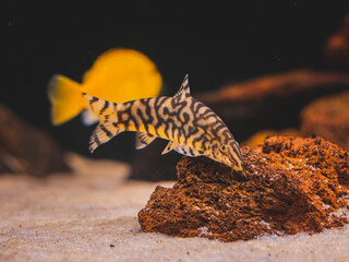 cichlid fish and blue lobster playing in community aquarium