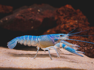 cichlid fish and blue lobster playing in community aquarium