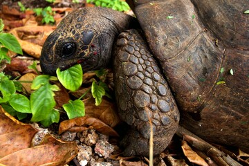 giant turtle of La Digue Seychelles eating green leaves 
