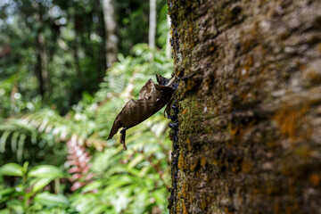 Latex incision marks on rubber tree (hevea brasiliensis)