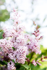 Fototapeta premium Spring blooming lilac tree flowers. Spring lilac blossom view. Selective focus, blue lilac flowers close-up on blurred background with sun light. Bouquet of purple flowers.