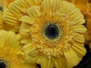 Yellow cut flowers photographic close-up