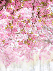 Pink cherry blossoms in spring