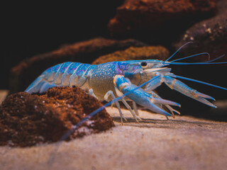 cichlid fish and blue lobster playing in community aquarium