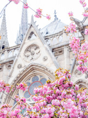 Pink cherry blossoms in front of Notre Dame Cathedral in Paris, France