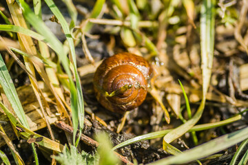River snail shells on wet grass 