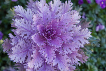 Ornamental lavender kale close-up