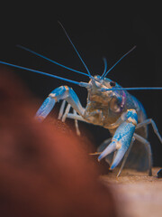 cichlid fish and blue lobster playing in community aquarium