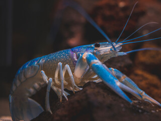 cichlid fish and blue lobster playing in community aquarium