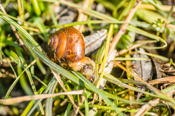 River snail shells on wet grass 