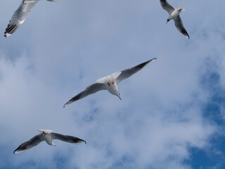 Obraz premium seagull in flight