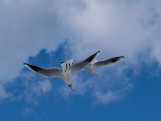 Fototapeta premium seagull in the sky