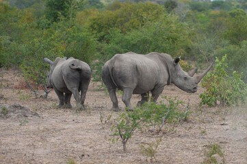 Fototapeta premium 2 White Rhinos seen on a safari in South Africa